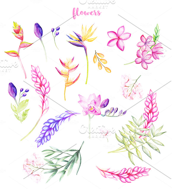 Watercolor Tropical Plants 30 % OFF in Illustrations - product preview 4