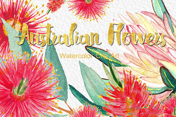 Australian flowers watercolor in Illustrations - product preview 1