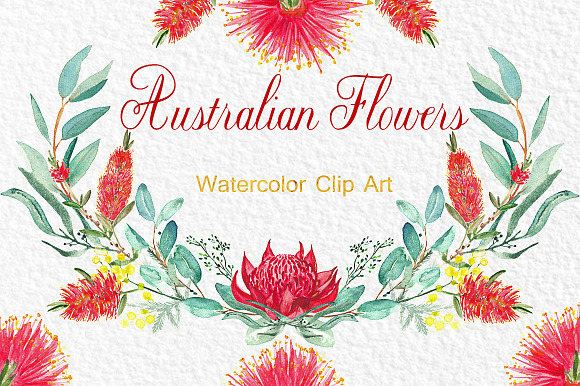Australian flowers watercolor in Illustrations - product preview 2