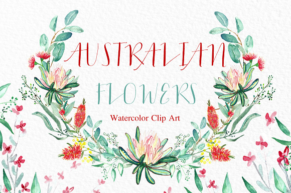 Australian flowers watercolor in Illustrations - product preview 5