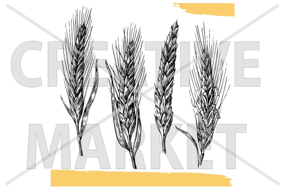 Wheat ears Vintage vector engraving in Illustrations - product preview 8