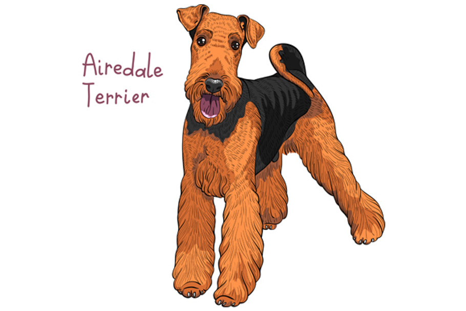 Dog Airedale Terrier breed. in Illustrations - product preview 8