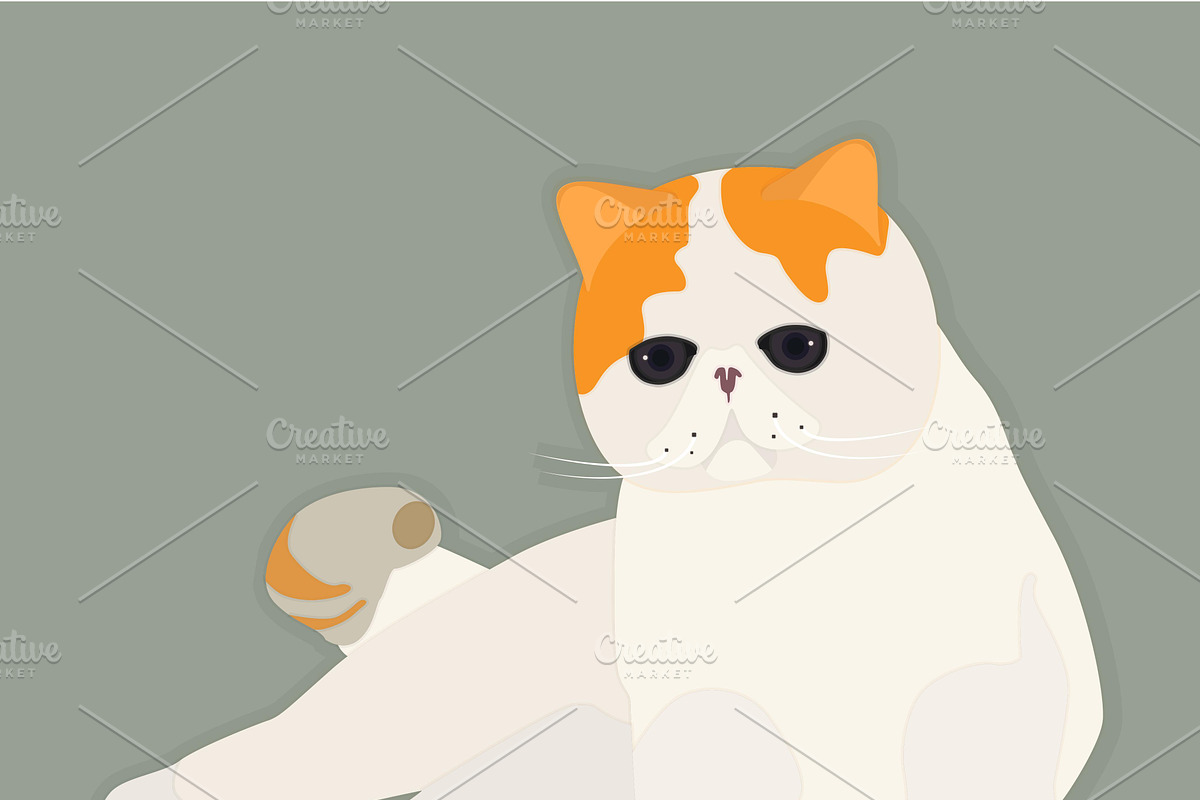 Exotic cat in Illustrations - product preview 8