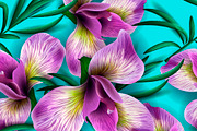 Seamless pattern Iris Flowers