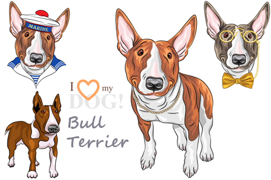 Bull Terrier Dog smiling SET in Illustrations - product preview 8