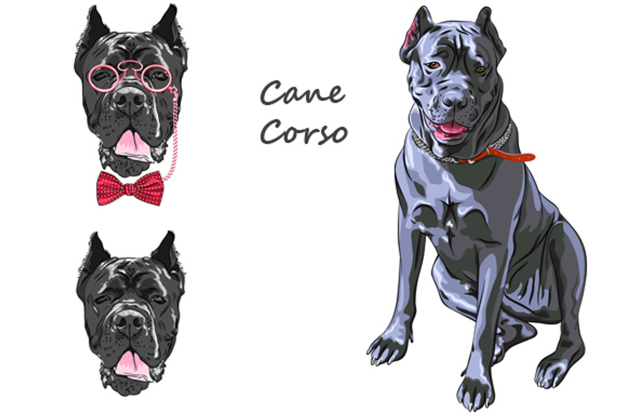 Dog black Cane Corso SET in Illustrations - product preview 8