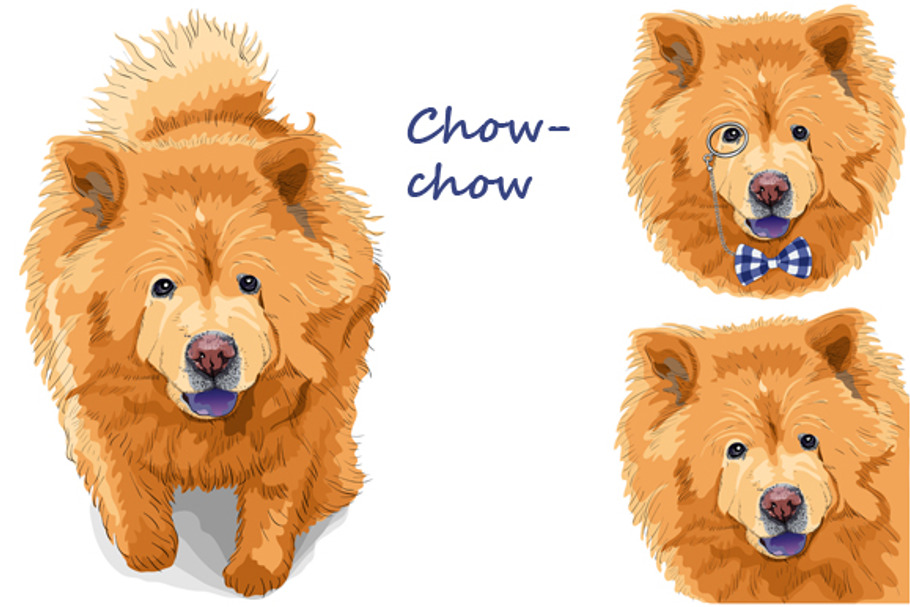 Dog chow-chow SET in Illustrations - product preview 8