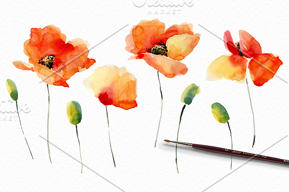 Watercolor Poppies.Flowers set+Bonus in Graphics - product preview 1