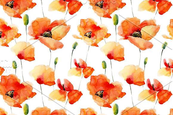 Watercolor Poppies.Flowers set+Bonus in Graphics - product preview 4