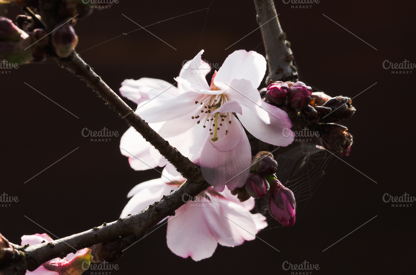 Cherry blossom on a dark background ~ Photos ~ Creative Market