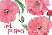 Watercolor red poppies. PNG