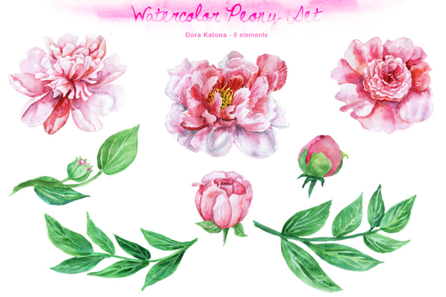 Watercolor Peony Set in Illustrations - product preview 8
