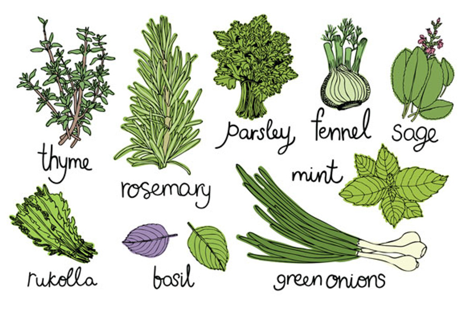 Culinary herbs set