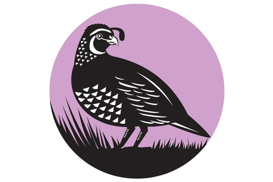 California Valley Quail Bird Circle in Illustrations - product preview 8