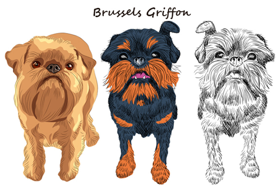 Dog Brussels Griffon SET
