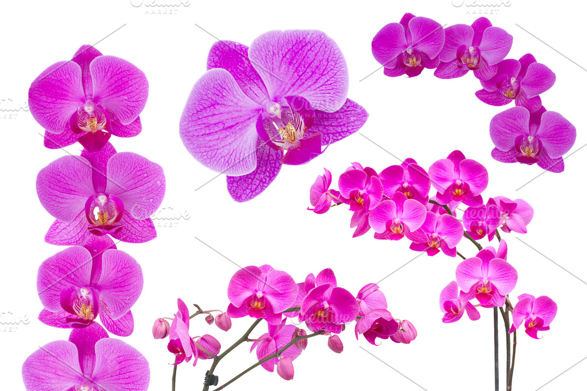 Orchids in Objects - product preview 8