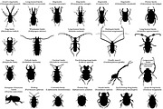 Silhouettes of beetles