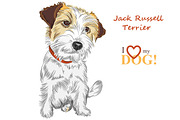 Wire-haired Jack Russell Terrier
