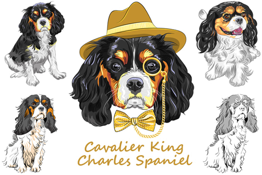 Cavalier King Charles Spaniel SET 2