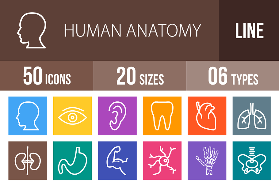 50 Human Anatomy Line Multicolor in Graphics - product preview 8
