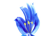 Watercolor iris isolated