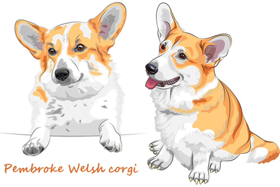 Dog Pembroke Welsh corgi  in Illustrations - product preview 8