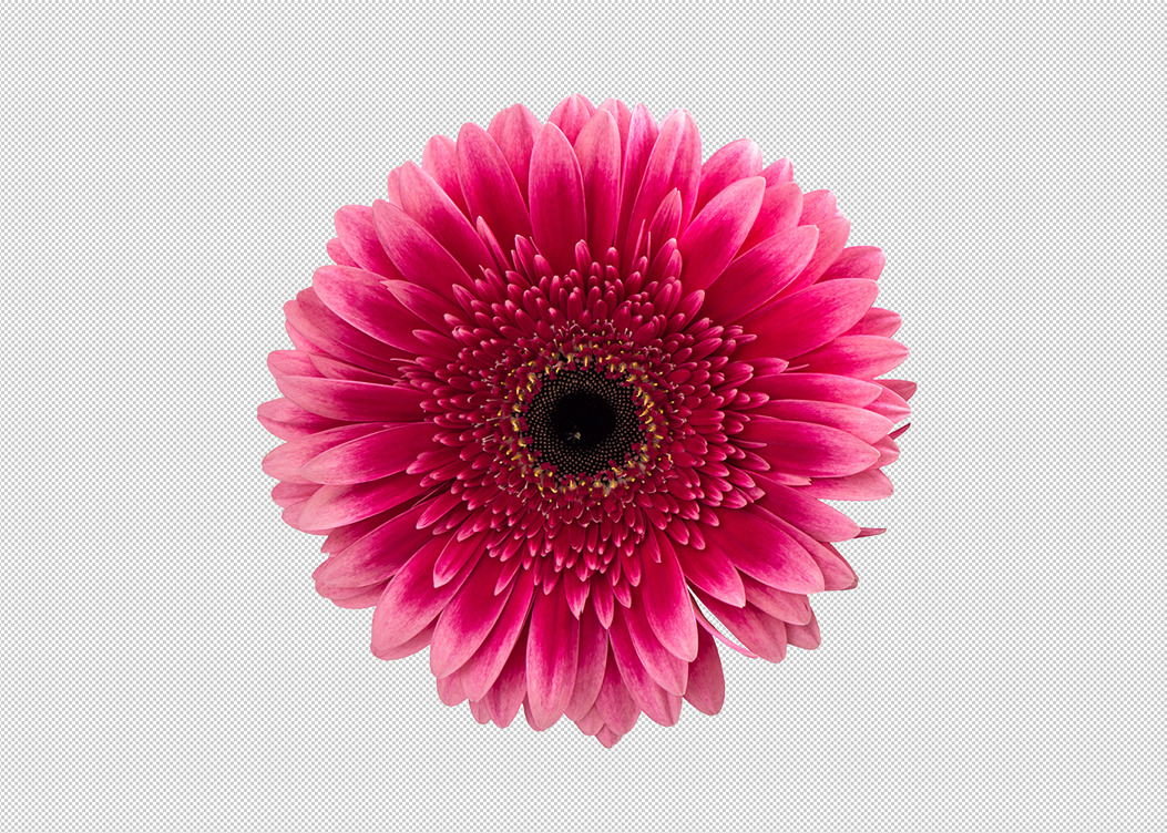 PNG Pink gerbera daisy flower | Creative Daddy