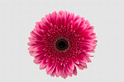 PNG Pink gerbera daisy flower