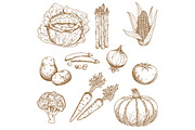 Hand drawn sketches of vegetables