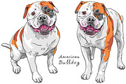  Dog American Bulldog SET