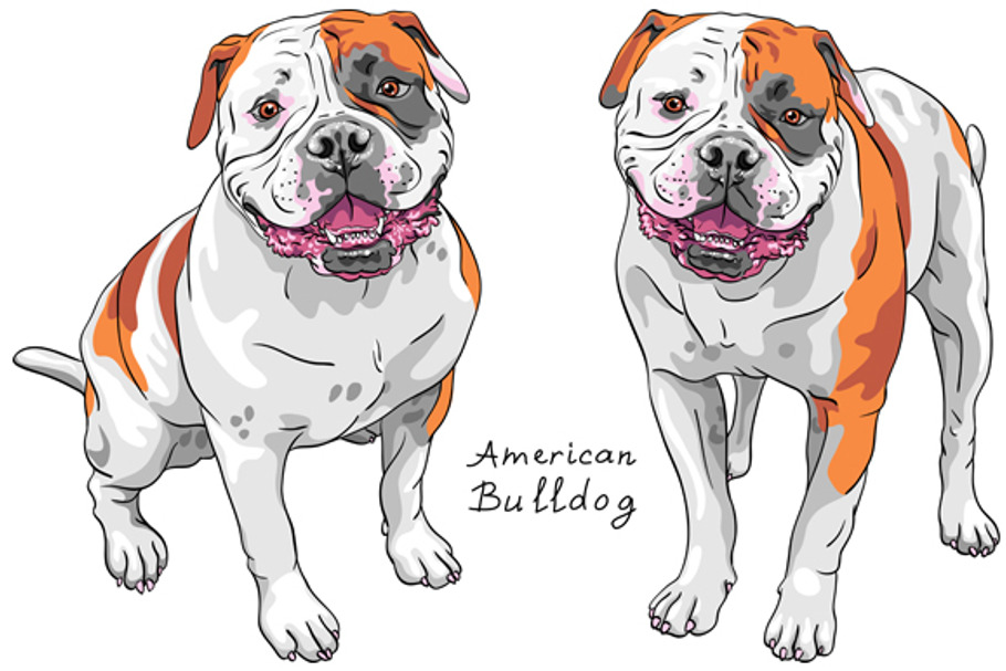  Dog American Bulldog SET in Illustrations - product preview 8