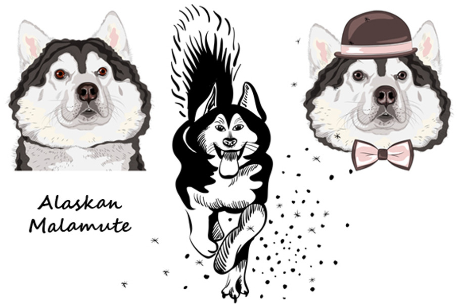 Dog Alaskan Malamute SET in Illustrations - product preview 8