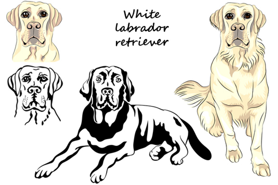 White Labrador retriever SET in Illustrations - product preview 8