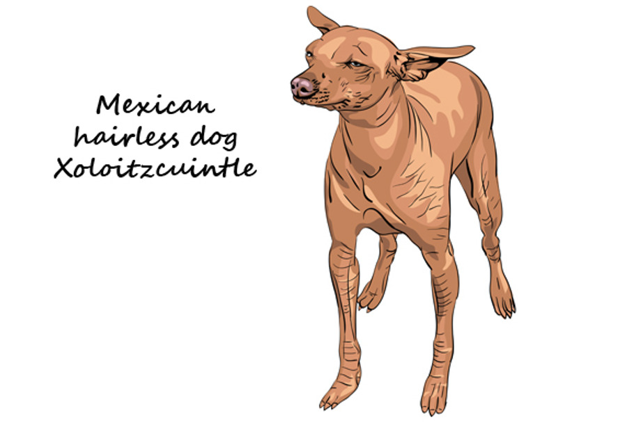 Mexican hairless dogs Xoloitzcuintle in Illustrations - product preview 8