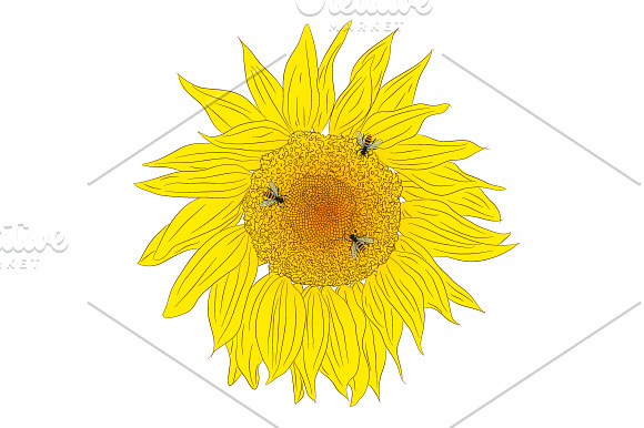Bee and Sunflower Set.  in Illustrations - product preview 3