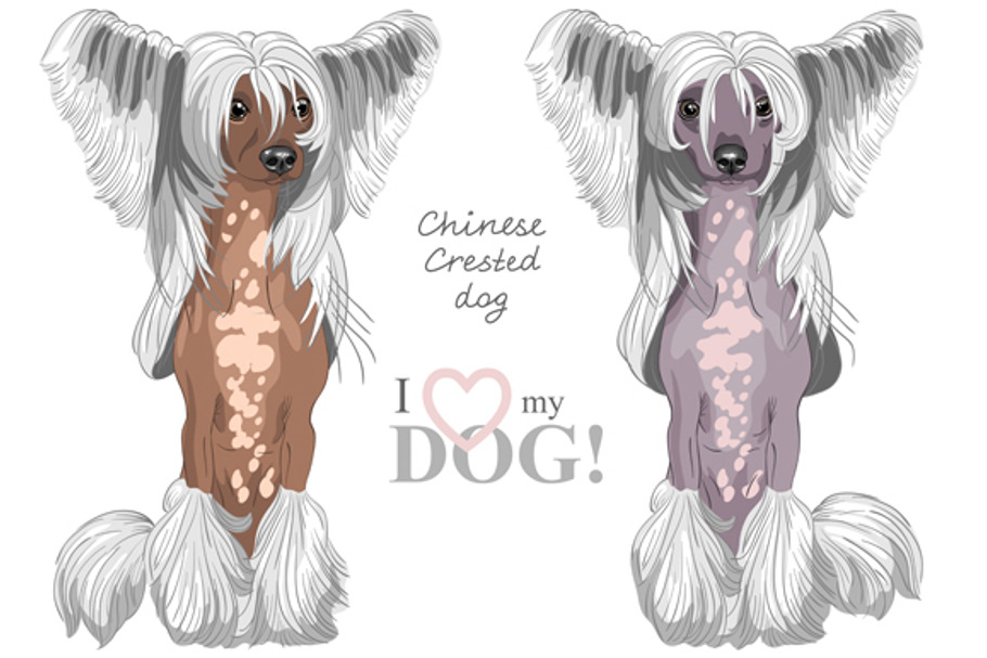Hairless Chinese crested dog SET in Illustrations - product preview 8