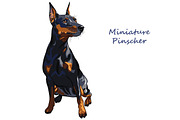 Dog Miniature Pinscher