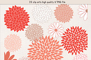 Mum flower coral red clipart
