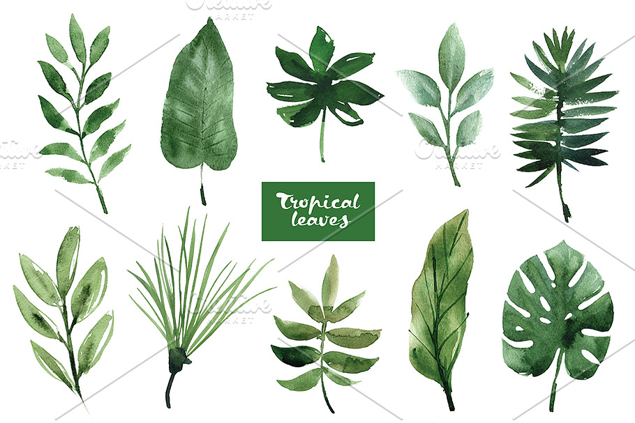 Watercolor tropical leaves in Illustrations - product preview 8