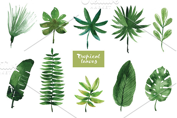 Watercolor tropical leaves in Illustrations - product preview 2
