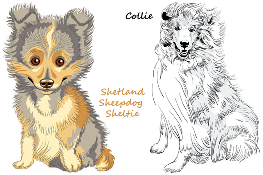 Collie and Sheltie dogs SET