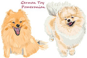 Dog  German Toy Pomeranian