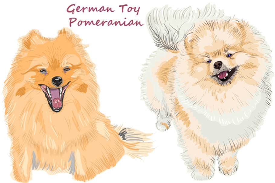 Dog  German Toy Pomeranian in Illustrations - product preview 8