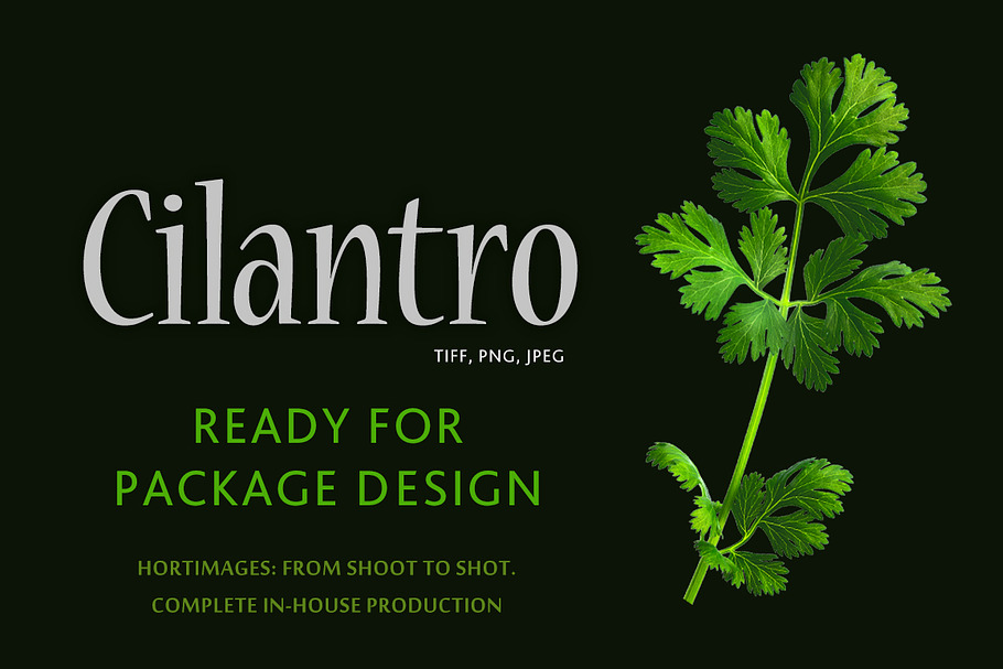 Cilantro in Objects - product preview 8