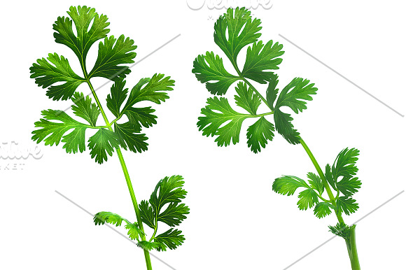 Cilantro in Objects - product preview 1