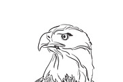 eagle, head, sketch, vector