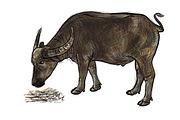 Buffalo eating hay-vector