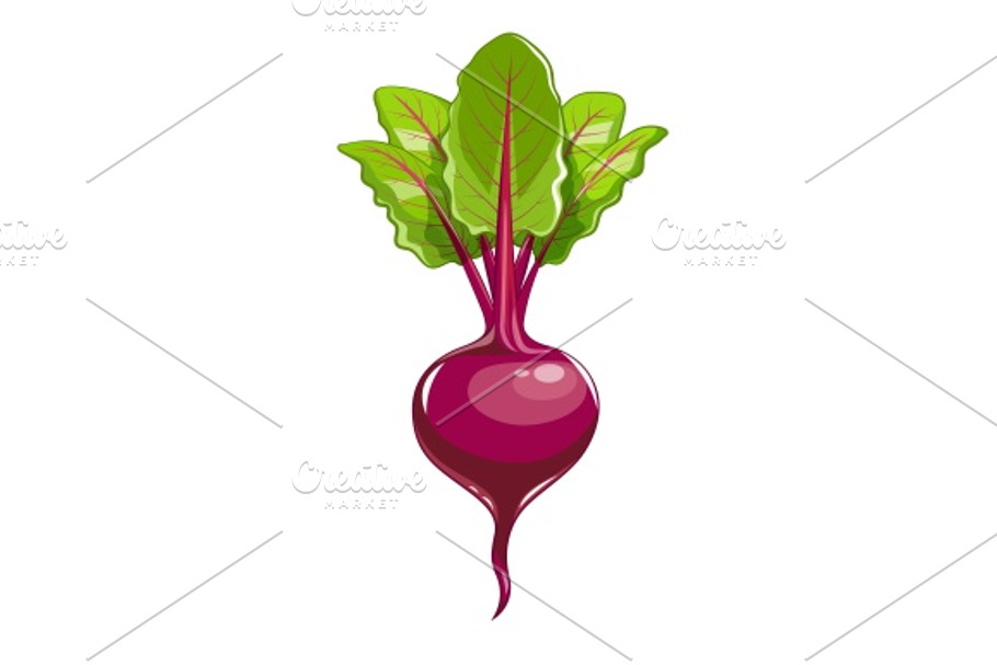 Fresh beet with leaf  in Illustrations - product preview 8