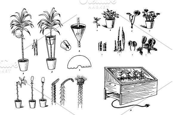 Houseplants Hand drawn sketch set in Illustrations - product preview 1