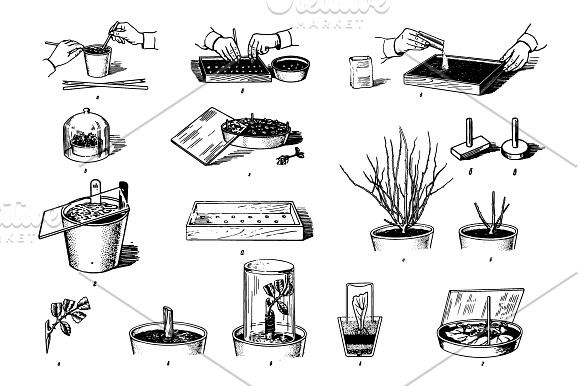 Houseplants Hand drawn sketch set in Illustrations - product preview 2